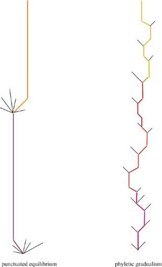 punctuated equilibrium vs. phyletic equilibrium